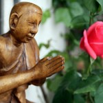 La rosa y el contemplador ( Foto © P.M.Lamet)